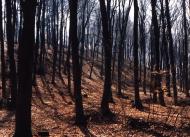 Дев'ятир з panoramio.com