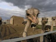 Грузьке з panoramio.com