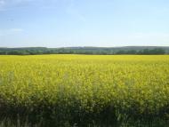 Черепова з panoramio.com