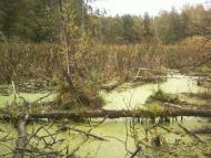 Пришиб з panoramio.com