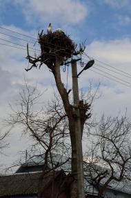 Купчинці з panoramio.com