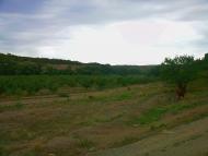 Шевченкове з panoramio.com