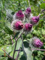 Комсомольське з panoramio.com