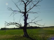 Вишеньки з panoramio.com