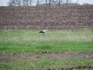 Губське з panoramio.com