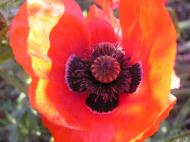 Воронівка з panoramio.com