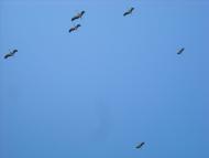 Кошари з panoramio.com