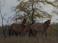 Радісне з panoramio.com