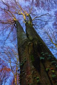 Папірня з panoramio.com