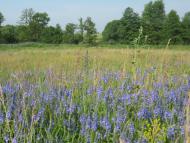 Сухоліси з panoramio.com