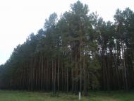 Цвітоха - Останні фото