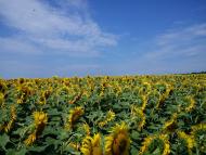 Шевченкове з panoramio.com