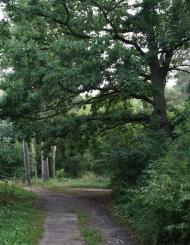 Ворзель з panoramio.com