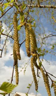 Шумськ з panoramio.com