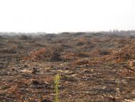 Червоний Шахтар - Останні фото