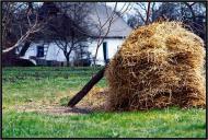 Цикали - Останні фото