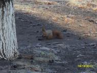 Аджамка з panoramio.com