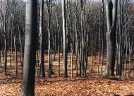 Дев'ятир з panoramio.com