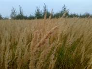 Видерта з panoramio.com