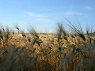 Нова Зоря з panoramio.com