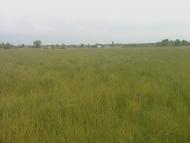 Берестівка з panoramio.com