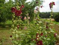 Яблунівка з panoramio.com