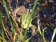 Угринів з panoramio.com