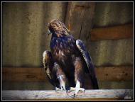 Колоденка з panoramio.com