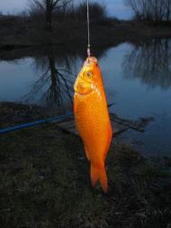 Зіньків з panoramio.com