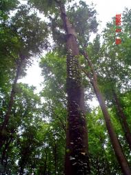 Дев'ятир з panoramio.com