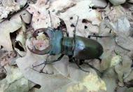 Добрий день Погоріла!