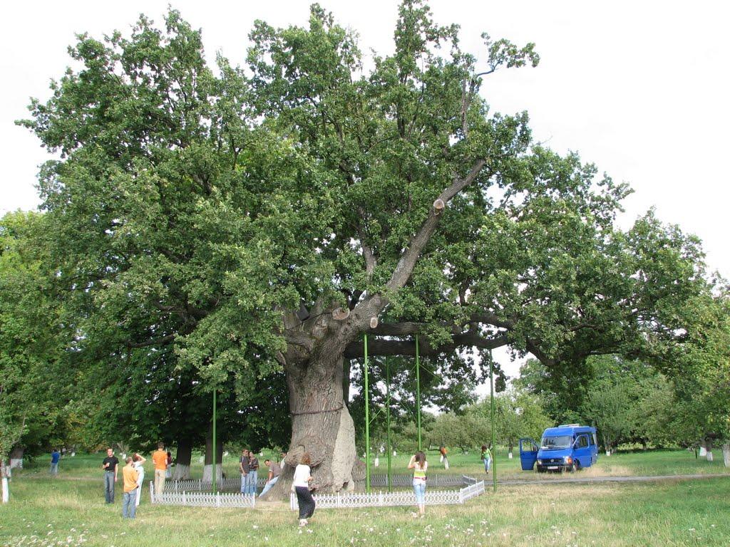 Будище з panoramio.com - Будище