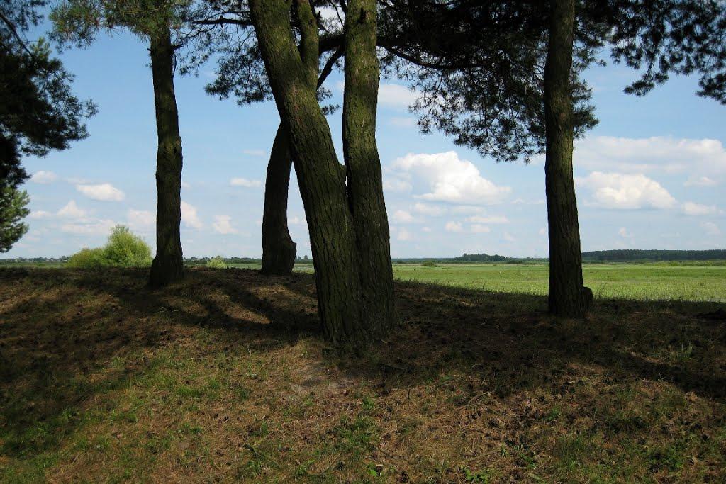 Сокіл з panoramio.com - Сокіл