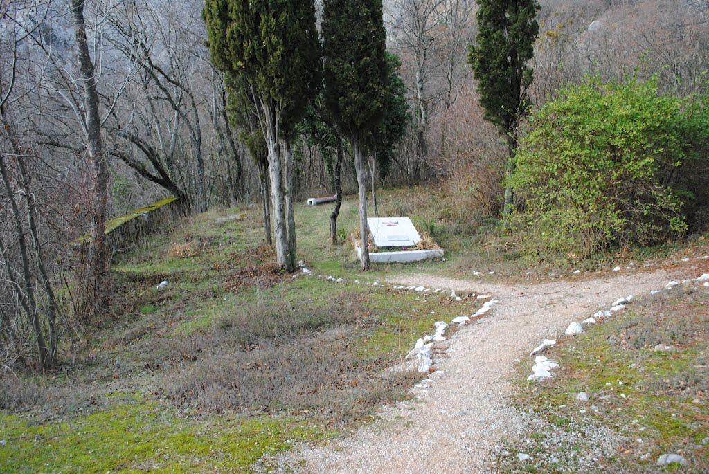 Олива з panoramio.com - Олива