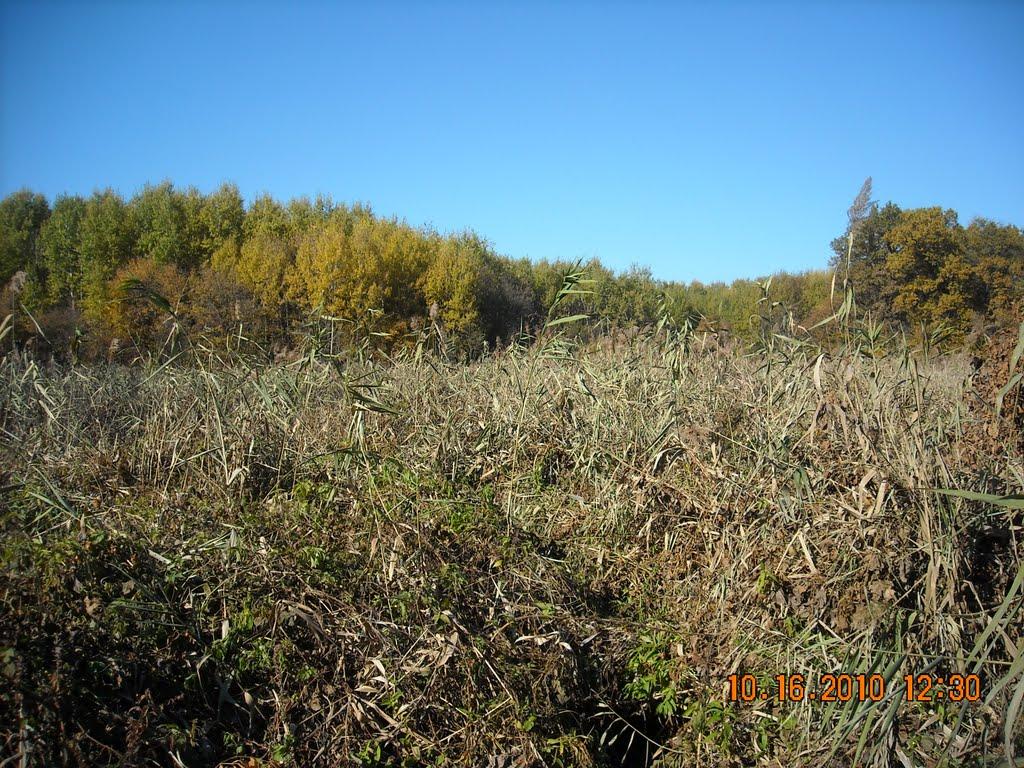 Пришиб з panoramio.com - Пришиб