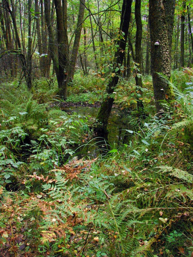 Миропіль з panoramio.com - Мирополь