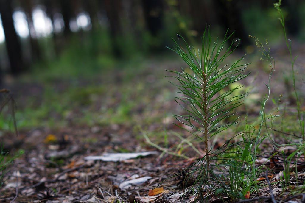 Яблунівка з panoramio.com - Яблунівка