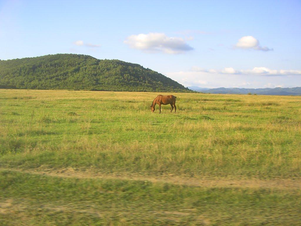 Теребля з panoramio.com - Теребля