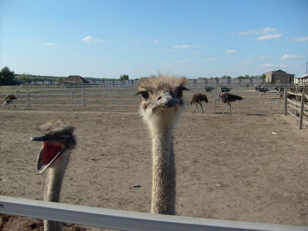 Грузьке з panoramio.com - Грузьке