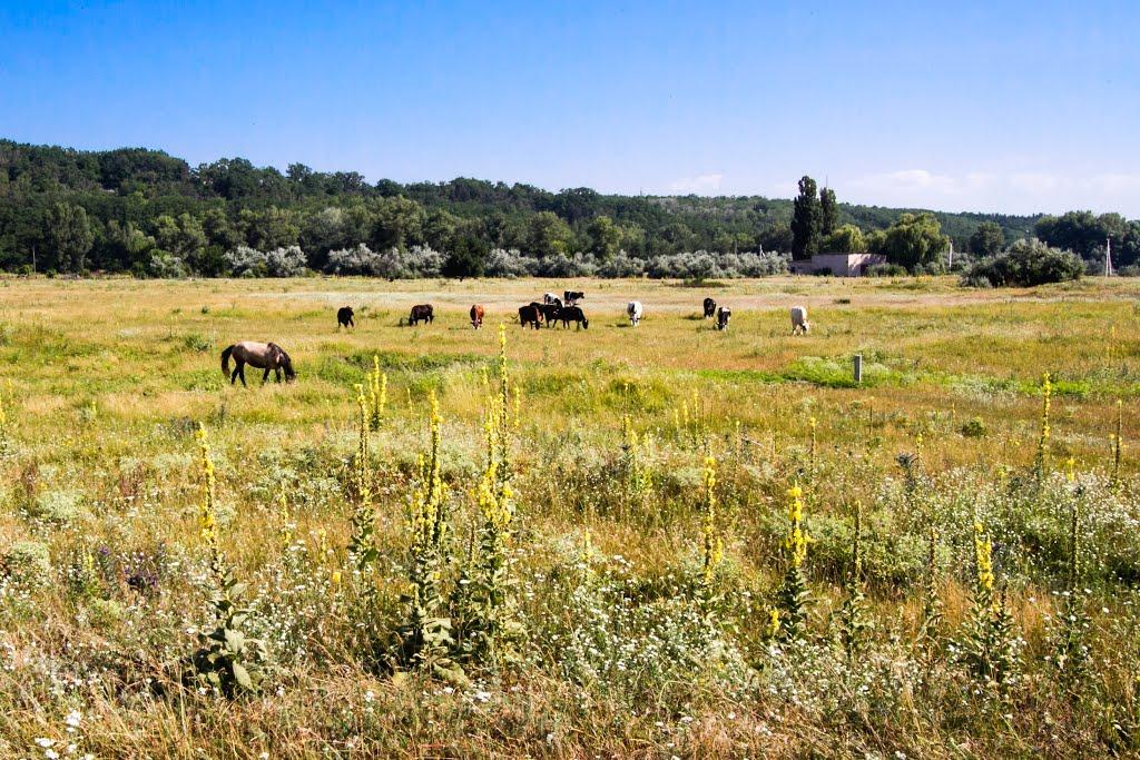 Світловодськ з panoramio.com (ч.2) - Світловодськ