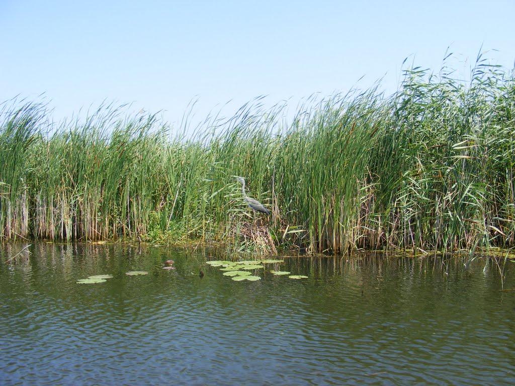 Кізомис з panoramio.com - Кізомис