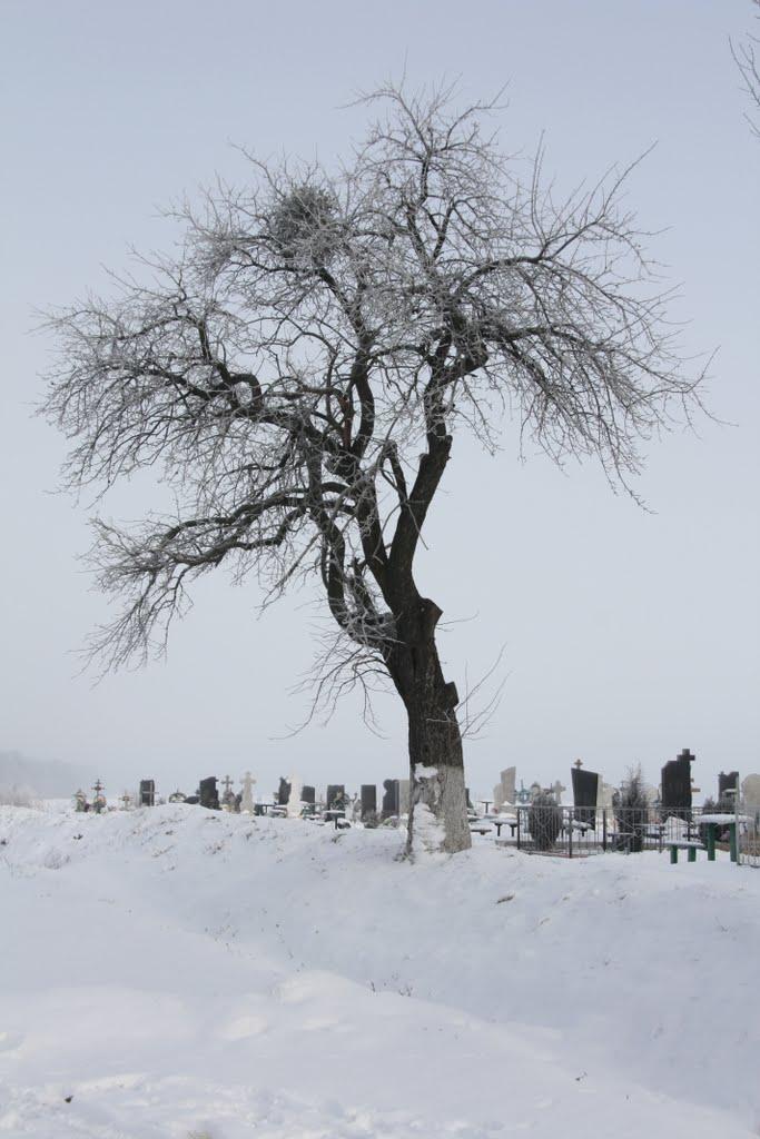 Вапнярка з panoramio.com - Вапнярка