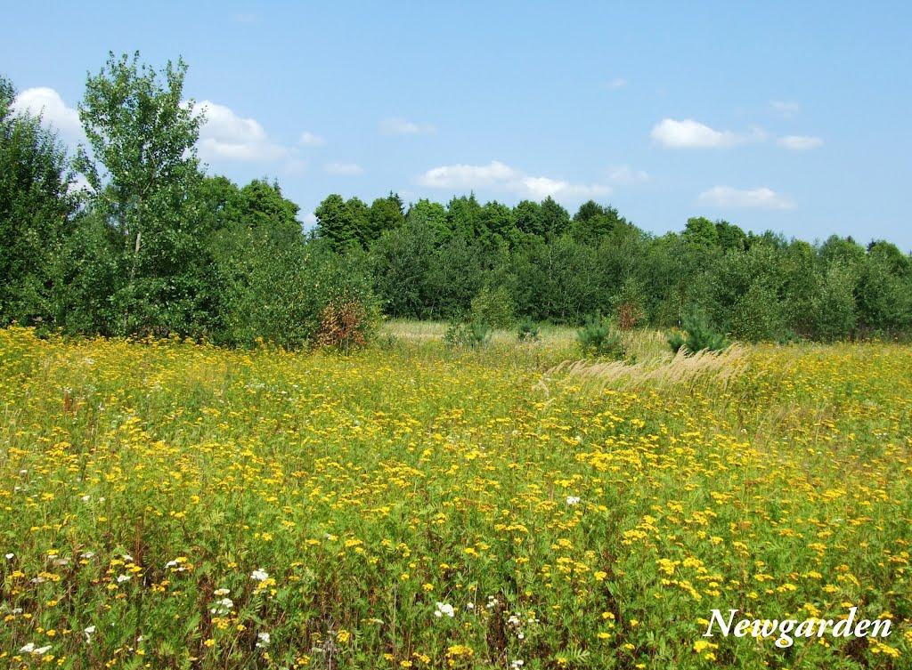 Ковель з panoramio.com (ч.2) - Ковель