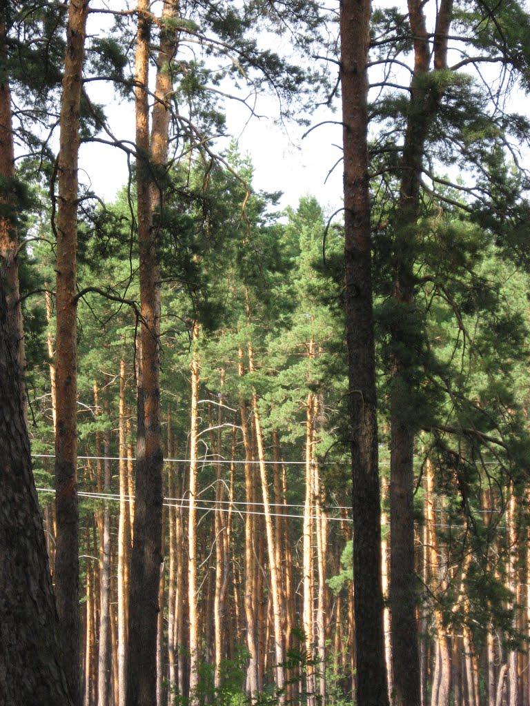 Дачне з panoramio.com - Дачное