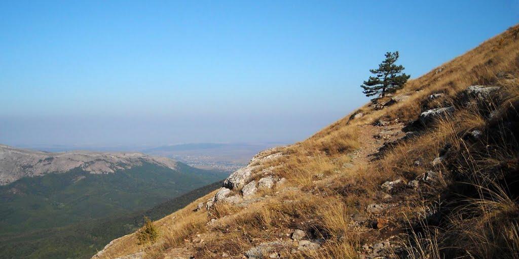 Лаванда з panoramio.com (ч.2) - Лаванда