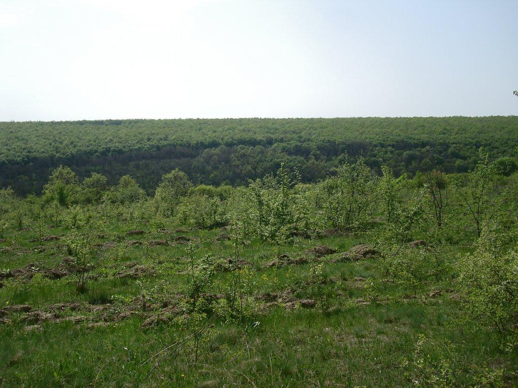 Любомирівка з panoramio.com - Любомирівка