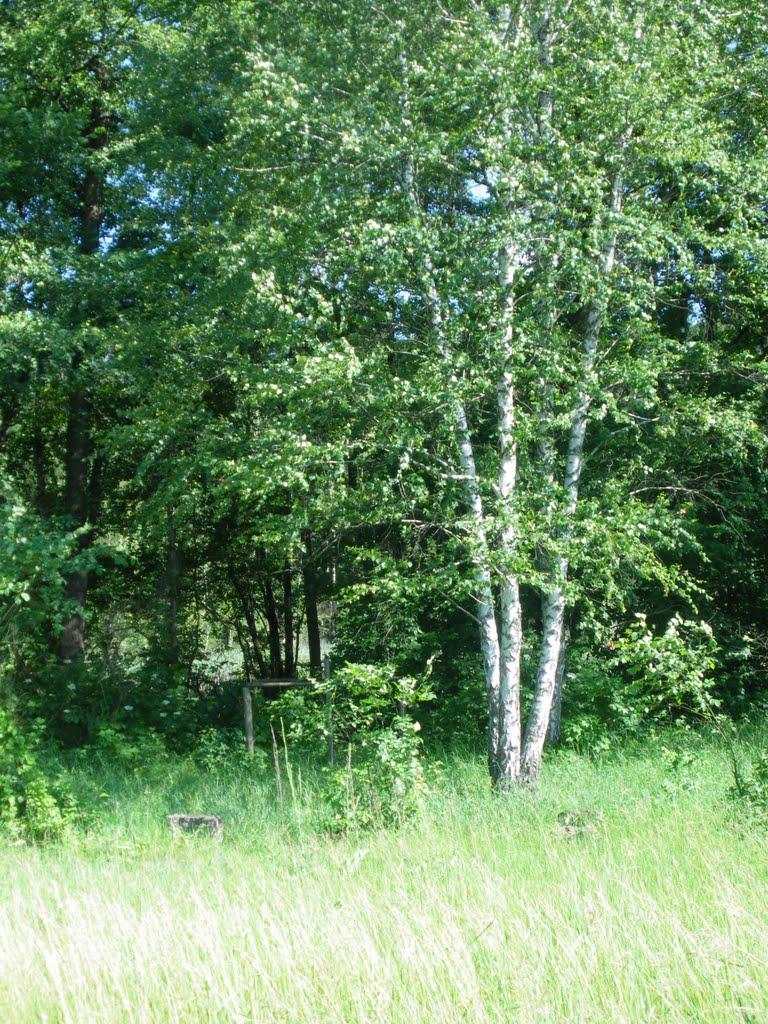 Пришиб з panoramio.com - Пришиб