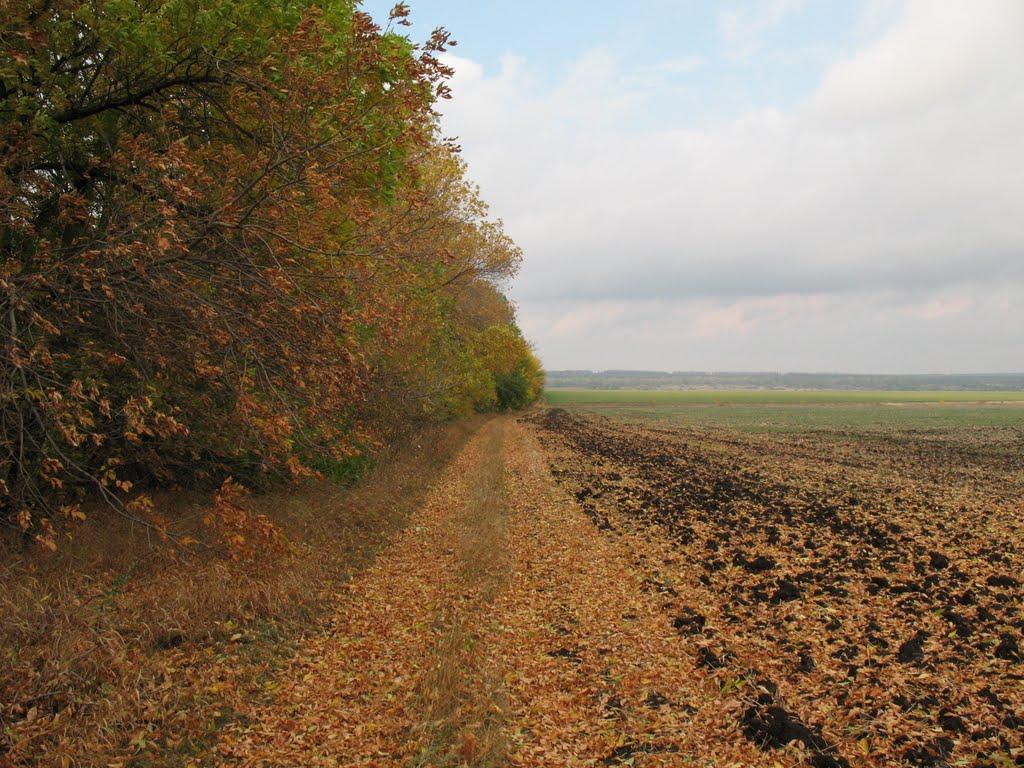 Шевелівка з panoramio.com - Шевелівка