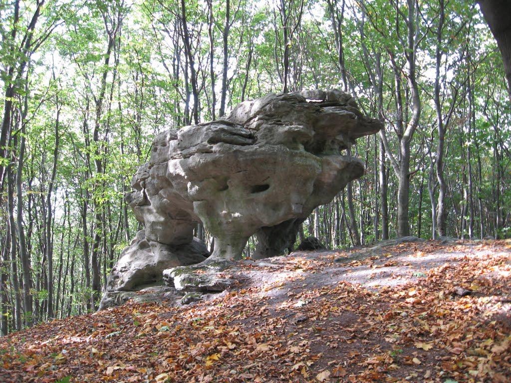 Видра з panoramio.com - Видра