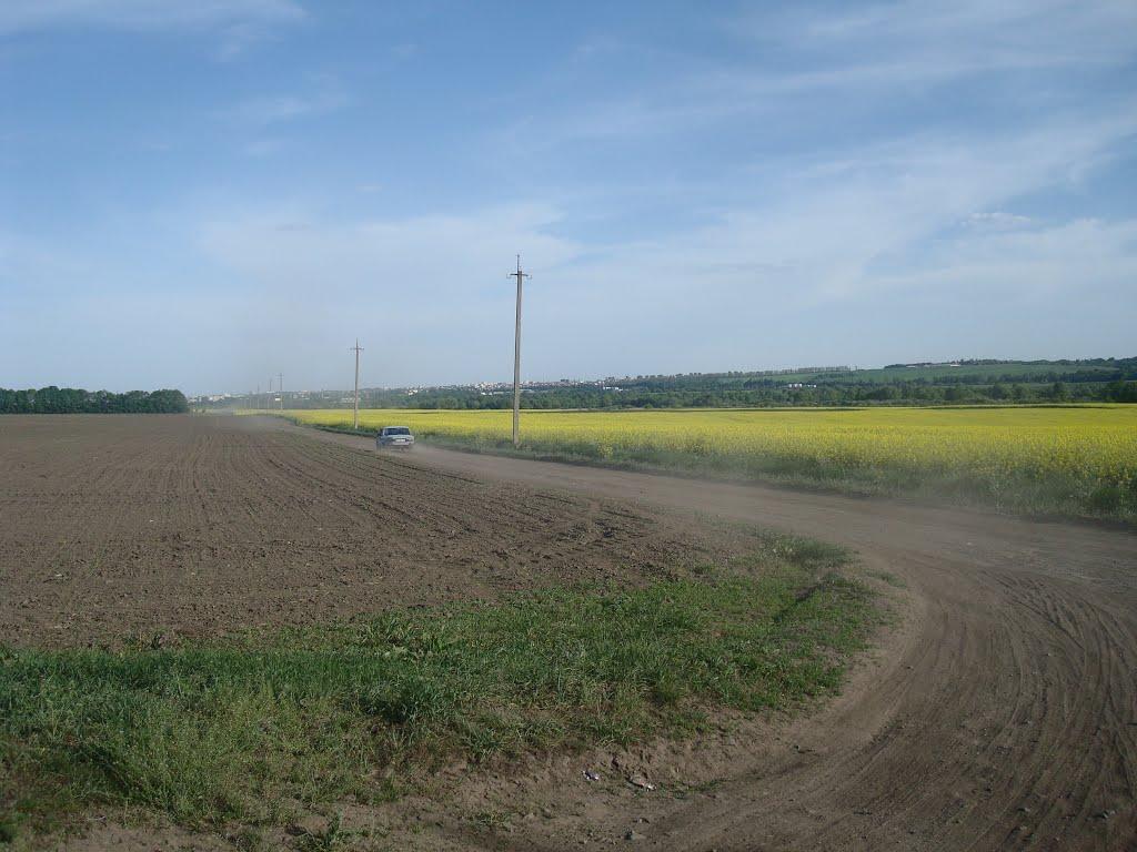 Черепова з panoramio.com - Черепова